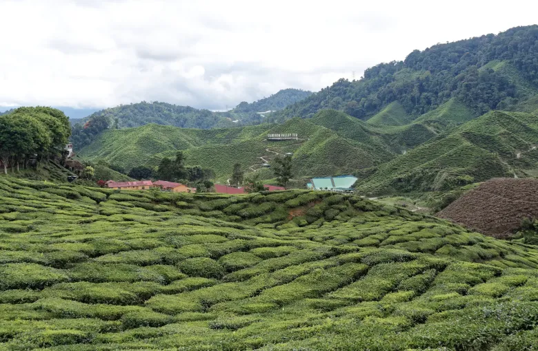 Rows of tea bushes covering the hills of the Cameron Highlands in Malaysia under low cloud.