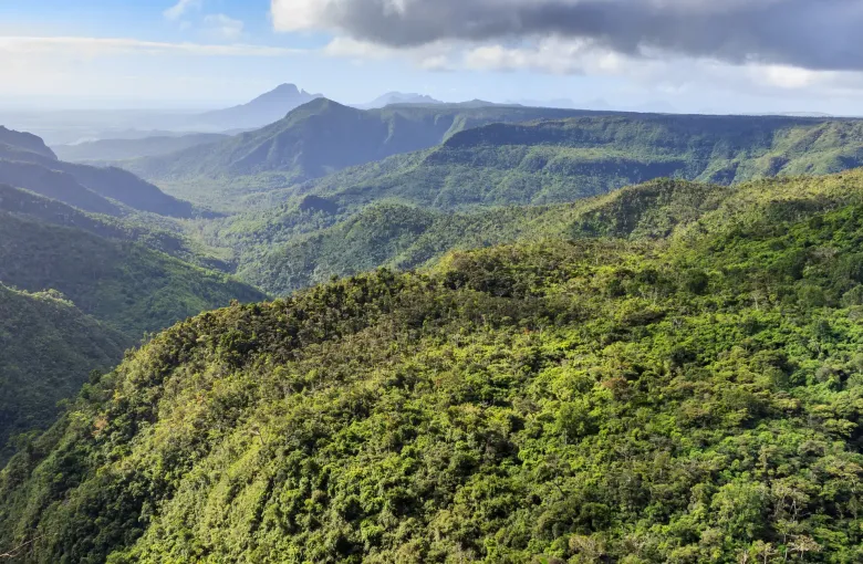 Steep native forest falling away into the gorges of Black River Gorges National Park in southwest Mauritius.