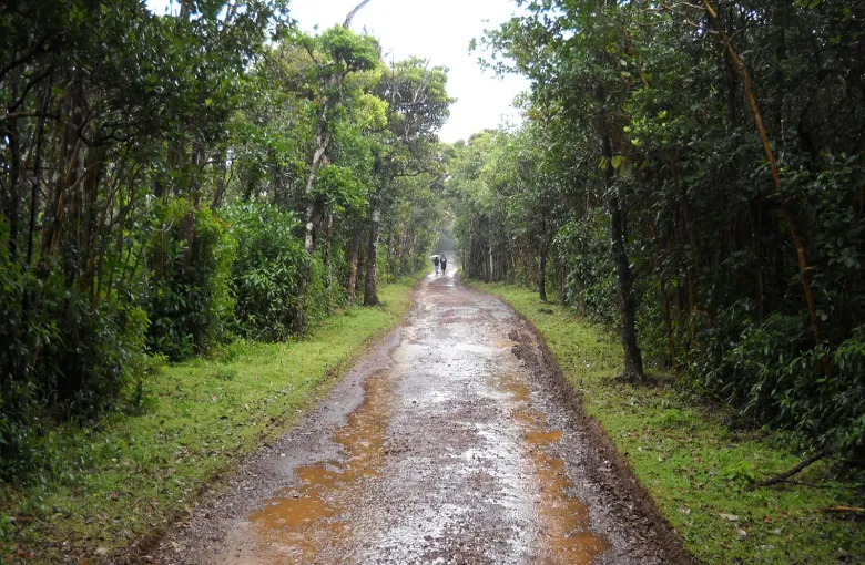 A rain-soaked earth track running between dense green forest on the Macchabee trail in Black River Gorges National Park.
