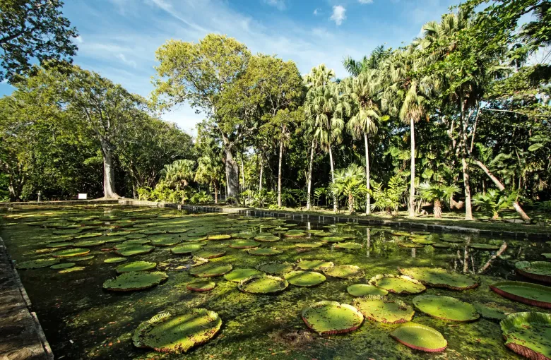 Giant Victoria water lilies filling a pond beneath tall palms at the Sir Seewoosagur Ramgoolam Botanical Garden, Pamplemousses.