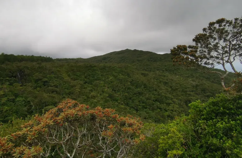 Low cloud lying over the forested uplands of southwest Mauritius under a heavy gray sky.