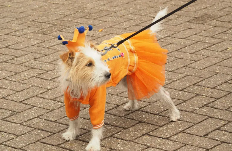 A small dog wearing an orange tutu and a paper crown on the brick paving of an Amsterdam street on Koningsdag.