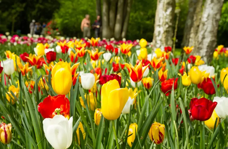 Red, yellow and white tulips massed in a border beside a level path at the Keukenhof, with visitors walking under the trees.