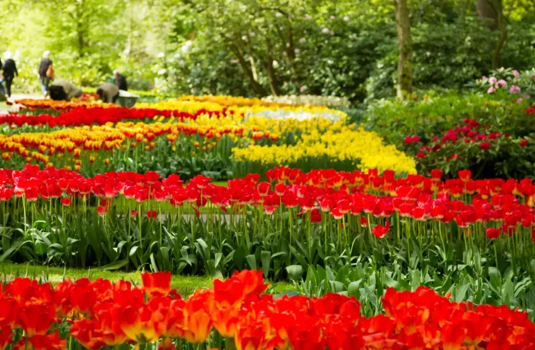 Long curving beds of red and yellow tulips in flower at the Keukenhof, with trees and two distant visitors behind.