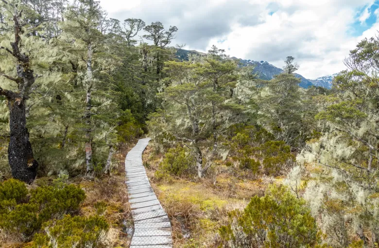A narrow wooden boardwalk climbing through beech forest and scrub on the St James Walkway.