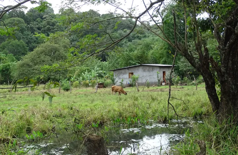 A cow grazes beside a pond and a small farmhouse in humid green countryside near Balgue on Ometepe Island.