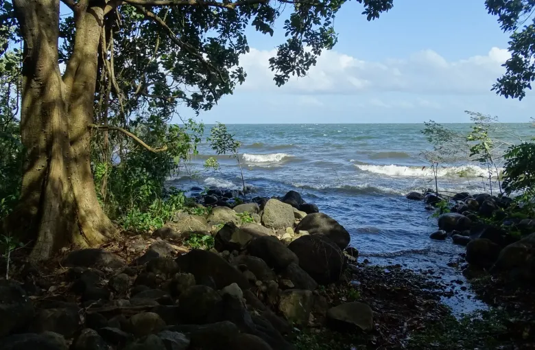 Wind driven whitecaps break over the boulder shore of Lake Nicaragua beneath a spreading lakeside tree.