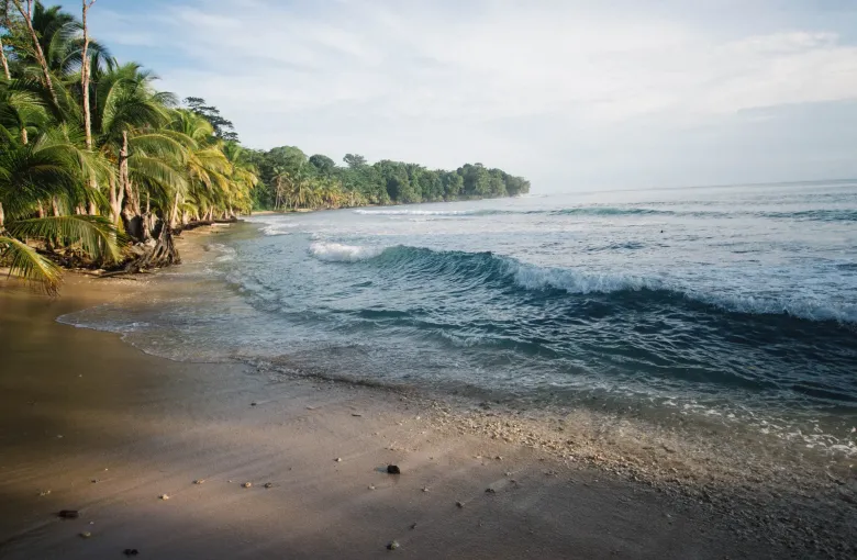 Surf breaking on a palm-lined Caribbean beach at Bocas del Toro under a bright sky.