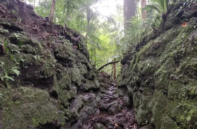 A deep mossy cutting of the old Camino Real de Cruces running through Panamanian forest.