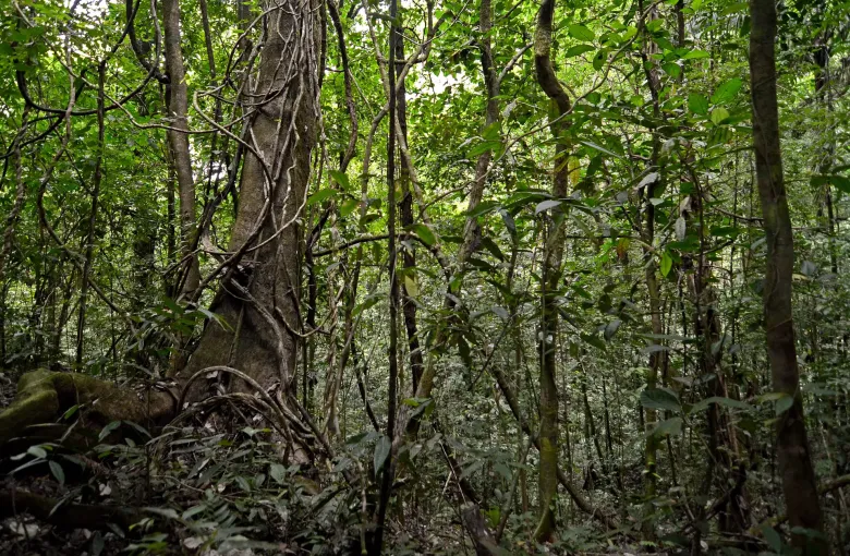 The dense green interior of a Panamanian rainforest, hung with vines and lit from above.