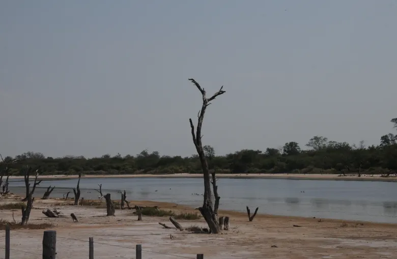 Bleached dead trees stand in the shallows of a saline lagoon on the pale salt flats of the Paraguayan Chaco.