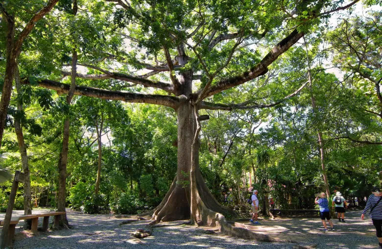 A large buttressed kapok tree shading a path through open woodland.