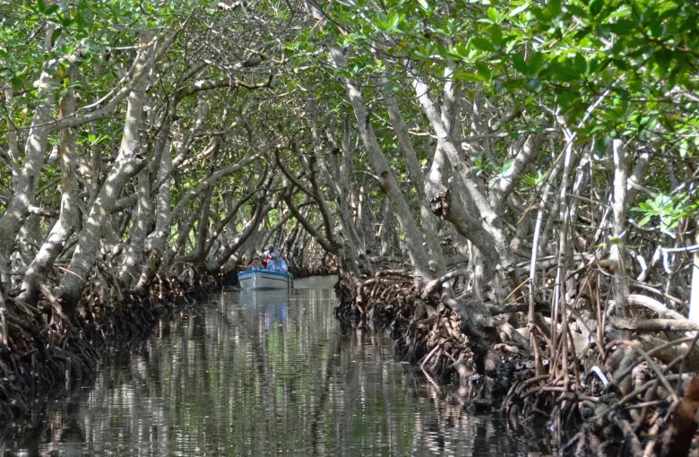 A narrow channel running between arching mangroves, with a small boat in the distance.