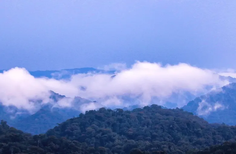 Cloud lying in the folds of unbroken montane rainforest canopy across ridge after ridge in Nyungwe National Park, Rwanda.