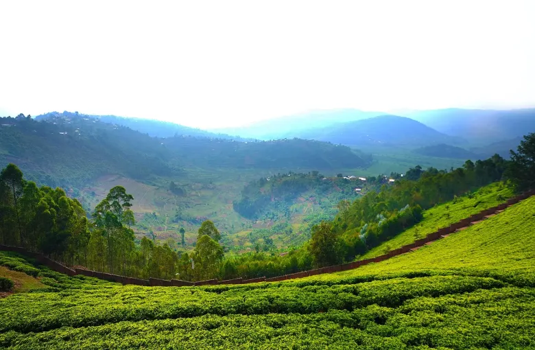 Terraced tea running down steep hillsides into a cultivated valley under morning haze, Sorwathe, Rwanda.