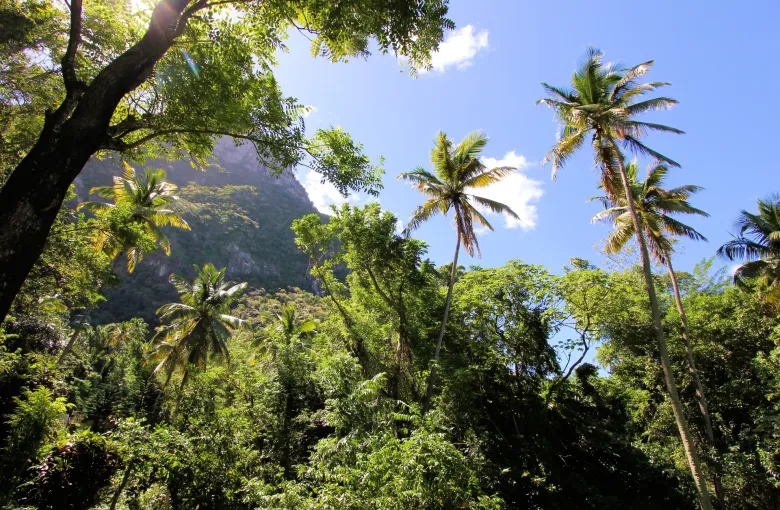 Palms and dense rainforest under a bright sky in the interior of Saint Lucia.