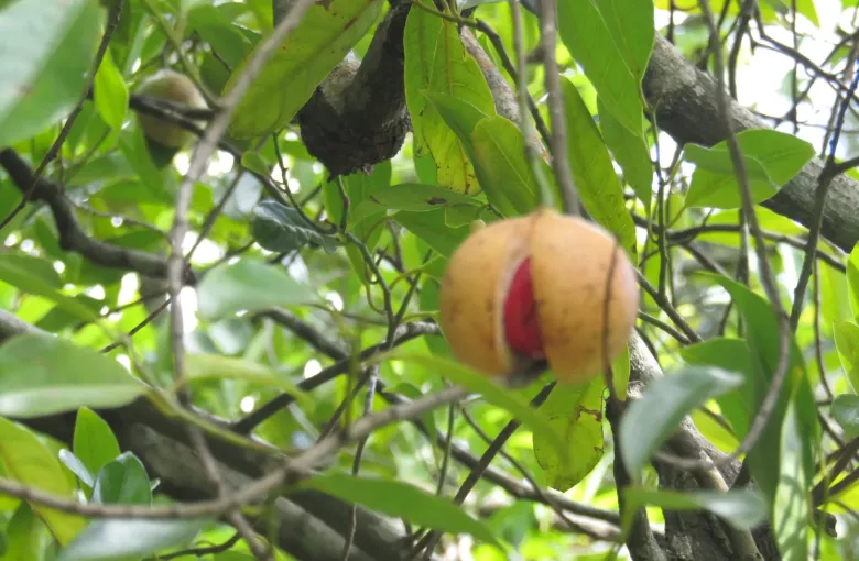 Nutmeg growing in the Botanic Gardens at Kingstown, Saint Vincent.