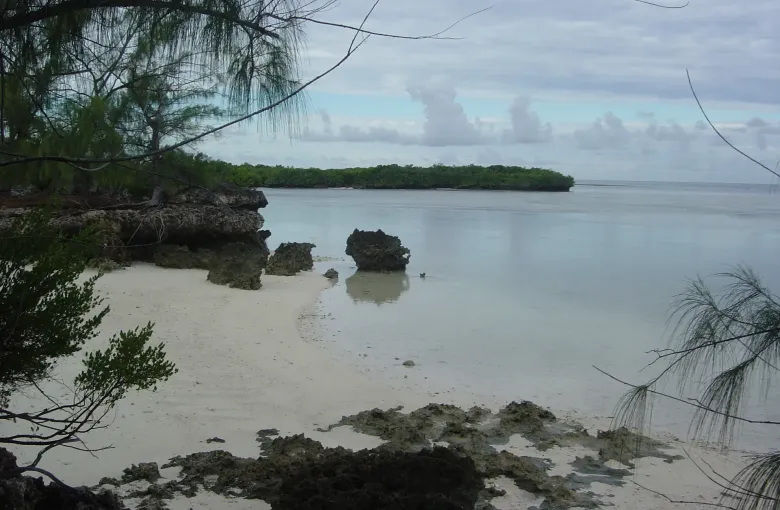 Fossil coral rock and pale sand along the sheltered lagoon shore of Aldabra Atoll, a low wooded islet beyond and casuarina branches overhead.