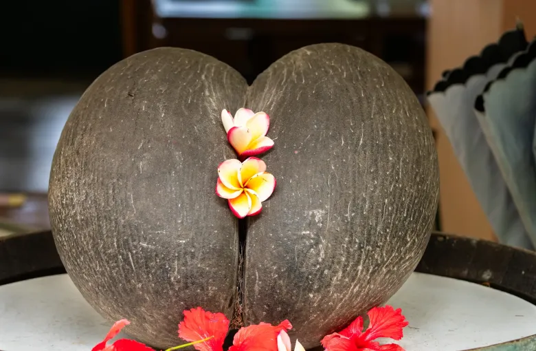 A dark coco de mer nut displayed on a dish with frangipani and hibiscus flowers, the largest seed in the plant kingdom.