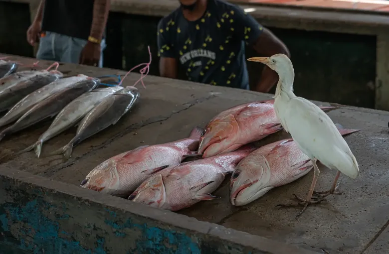 Tuna and reef fish laid out on a concrete slab at the market in Victoria, a cattle egret standing among them.