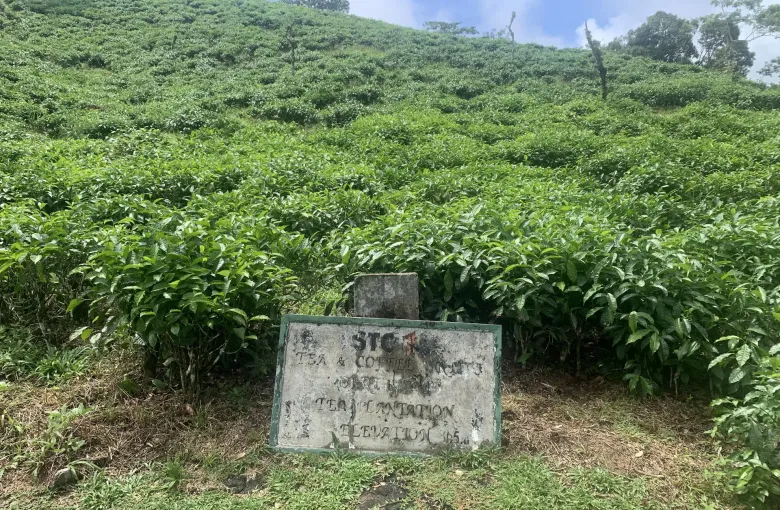 Rows of tea bushes on a steep hillside inside Morne Seychellois National Park on Mahé, forest rising behind.