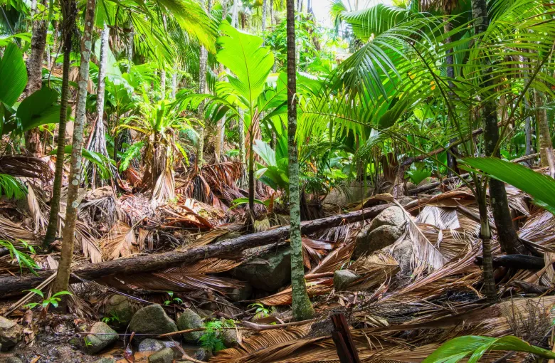 Fallen palm fronds and leaf litter on the floor of the Vallée de Mai, tall coco de mer trunks rising around it.