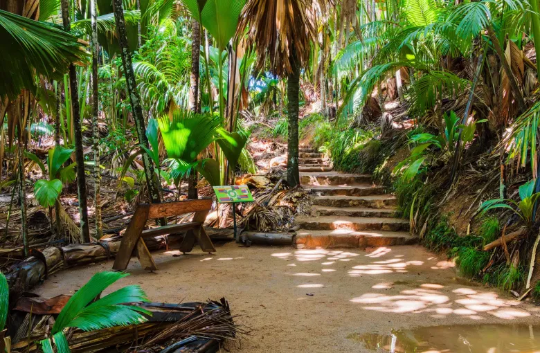 A stepped earth path running between coco de mer palms and dense undergrowth in the Vallée de Mai on Praslin.