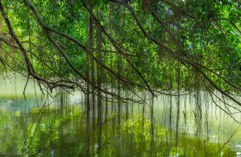 Dense green branches of a fig tree hanging over still water and reflected in it at the Singapore Botanic Gardens.