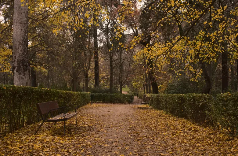 An empty gravel path between clipped hedges in the Retiro park in Madrid, Spain, deep in fallen yellow leaves.