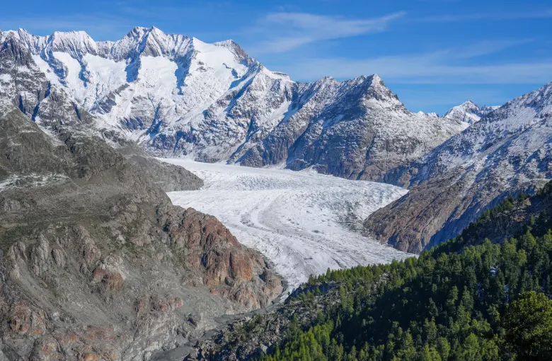 The Aletsch Glacier filling its valley in a long gray-white sweep between snow-covered peaks, with dark forest in front.