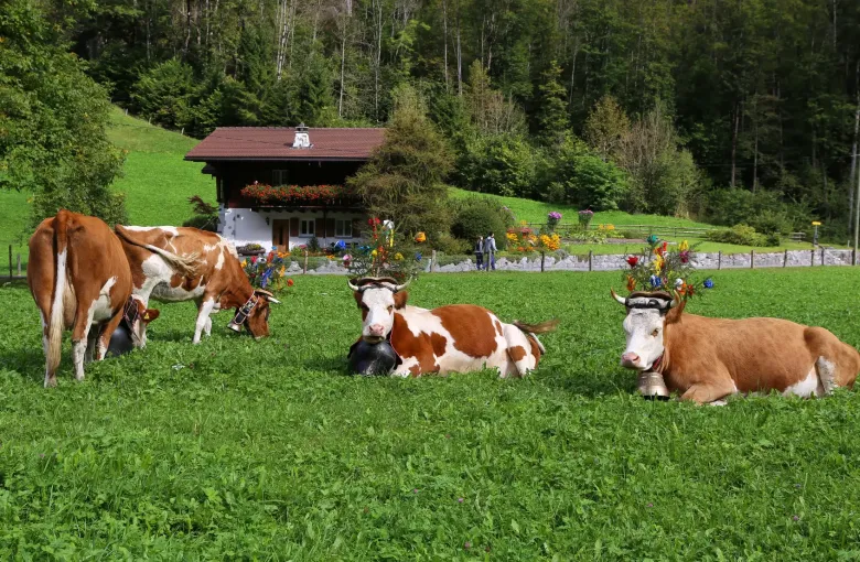 Cattle wearing flower headdresses and heavy bells resting in a green meadow before a chalet on the day of the Alpabzug.
