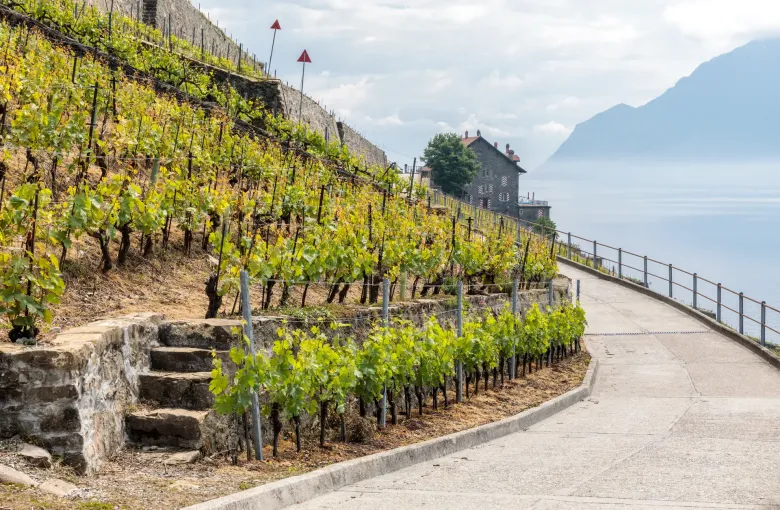 A paved path running between stone walls and young vines on the Lavaux terraces, Lake Geneva hazy below and to the right.