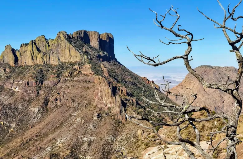 A rocky desert peak under a hard blue sky, framed by bare, twisted branches on a high trail in the Chisos Mountains.