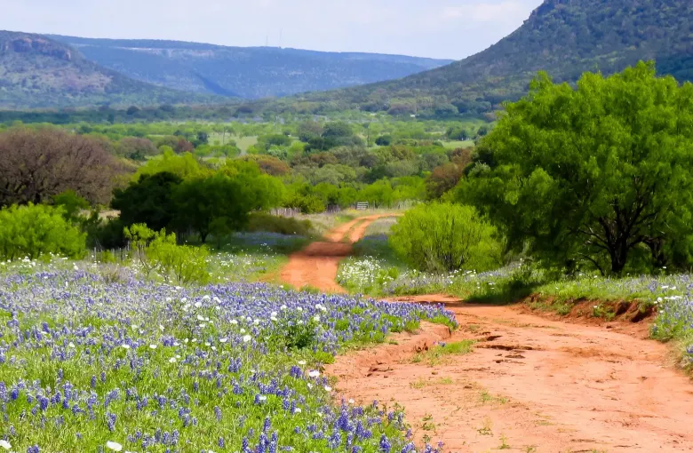 Bluebonnets and white wildflowers line a red dirt road through green Hill Country scrub, with flat-topped hills behind.