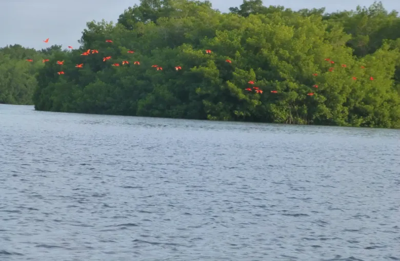 Scarlet ibis settling onto a mangrove island in the Caroni Swamp in Trinidad, cloud building behind.