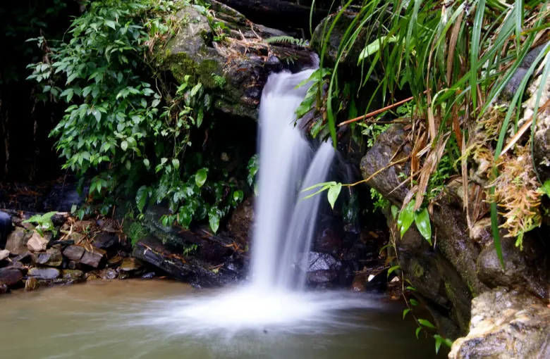 A waterfall dropping over wet rock into a pool in dense rainforest in Trinidad's Northern Range.