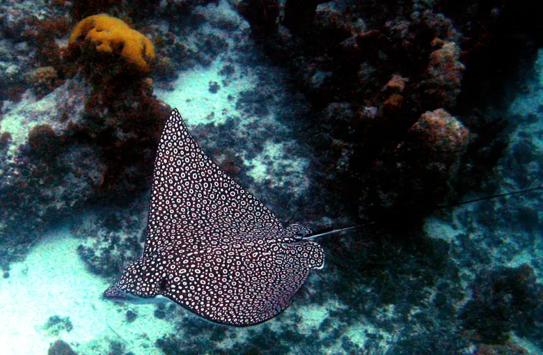 A spotted eagle ray gliding close over coral and sponge in clear water on a Turks and Caicos reef.