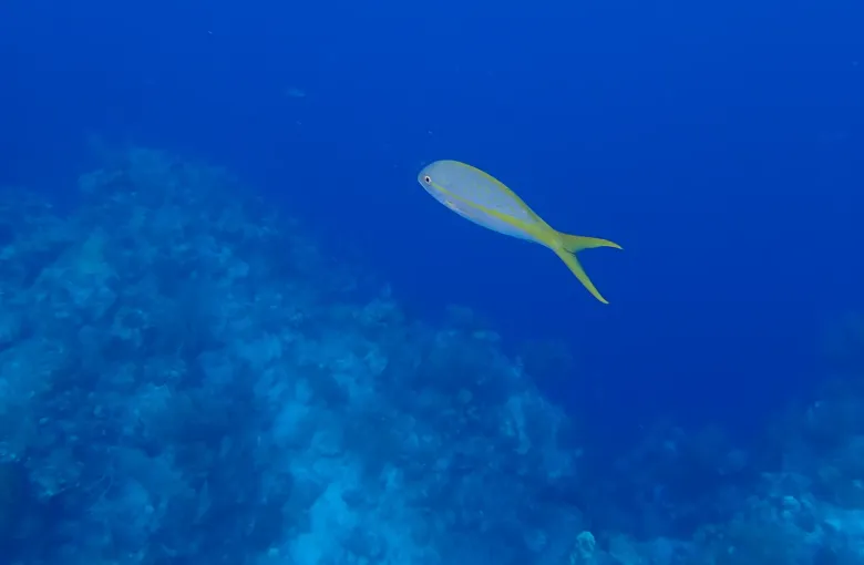 A yellowtail snapper in deep blue water above a coral slope in the Turks and Caicos.