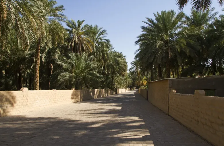 A shaded walkway between mud brick falaj channels and dense date palms in Al Ain Oasis