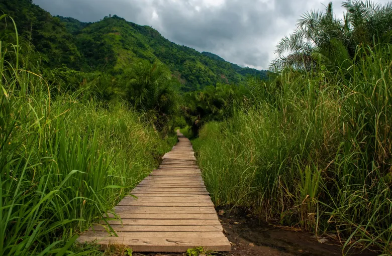 A raised timber boardwalk running through tall grass towards forested hills in Semuliki National Park, Uganda.