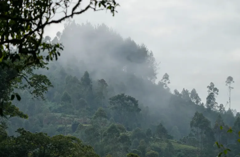 Mist rising between steep forested ridges at the edge of Bwindi Impenetrable National Park, Uganda, with cultivated land on the lower slopes.