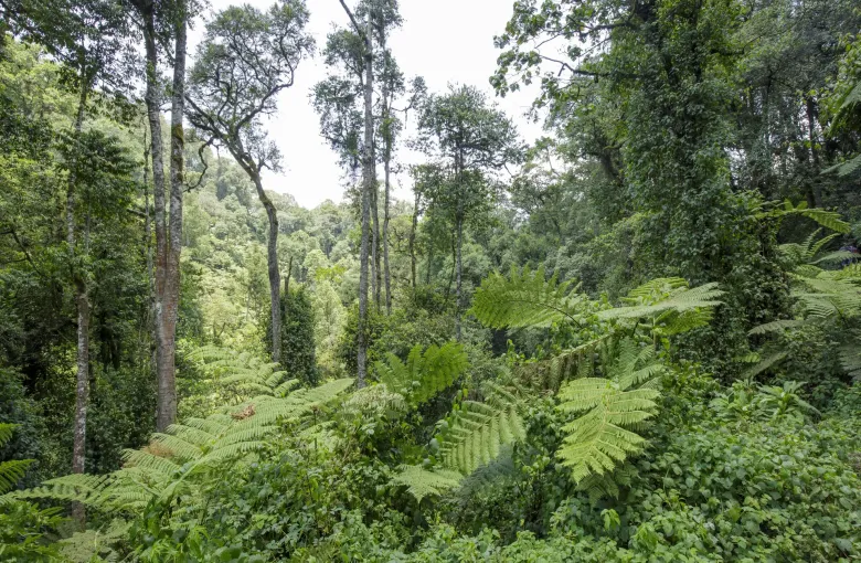 Tree ferns and dense undergrowth beneath tall canopy trees inside Bwindi Impenetrable National Park, Uganda.