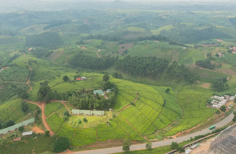 Tea estates covering rolling hills with farm roads and scattered buildings, Bushenyi district, Uganda.