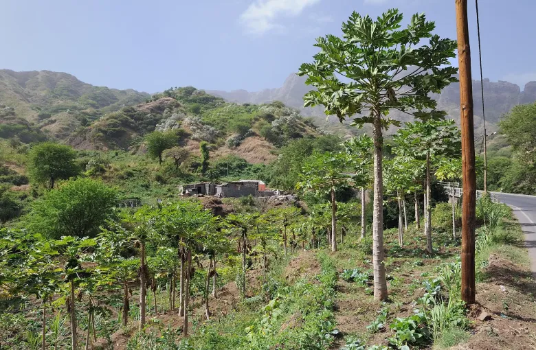 Papaya trees and vegetable plots in a cultivated valley on Santiago, with dry ridges behind.