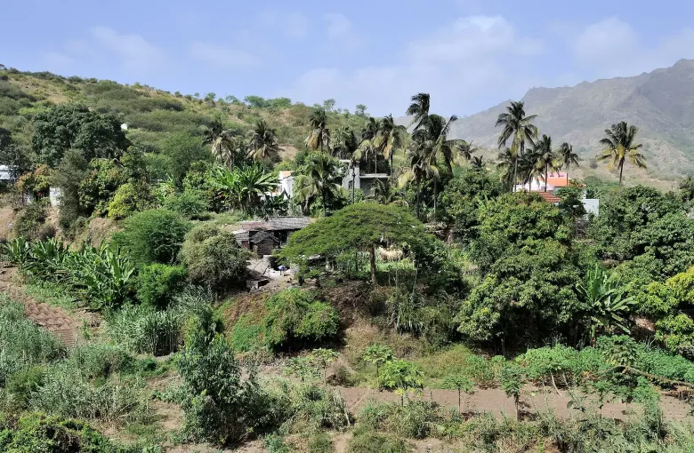 Banana, papaya and sugar cane growing in an irrigated valley on Santiago, with dry ridges behind.