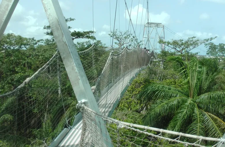 The rope and net canopy walkway strung above palms and forest at the Lekki Conservation Centre in Lagos, Nigeria.