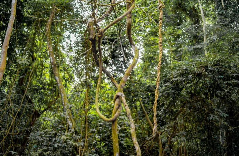 Tall trees and hanging lianas in the dense forest of the Osun-Osogbo Sacred Grove, Osun State, Nigeria.